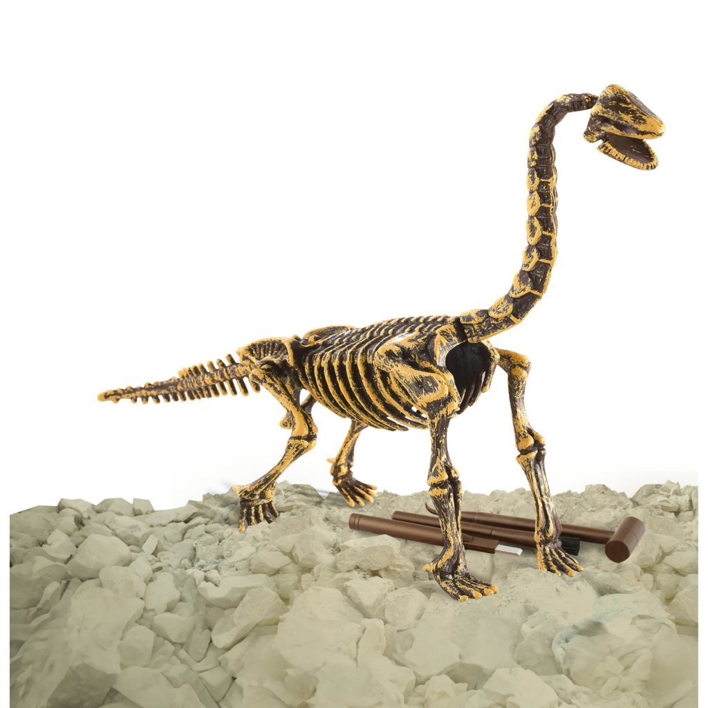 Dinobase Dino 3D Brachiosaurus Skelet Dieren Joy&Bloom
